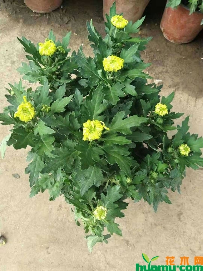 国庆菊的栽培方法 国庆菊的栽培方法