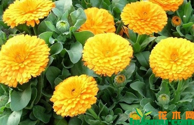 金盏菊什么时候播种? 金盏菊什么时候播种?