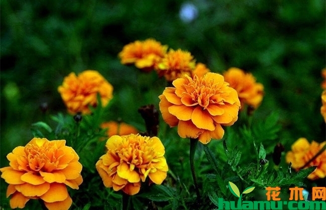 金盏菊