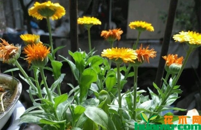 金盏菊