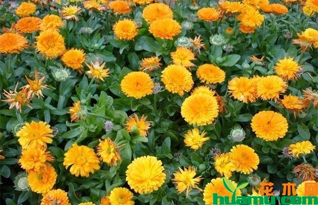金盏菊