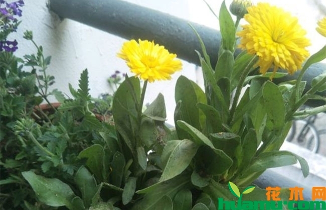 金盏菊的种植时间 金盏菊的种植时间