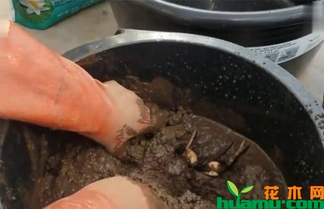 庭院水缸莲藕种植方法 庭院水缸莲藕种植方法