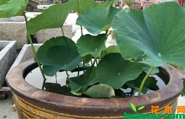 庭院水缸莲藕种植方法 庭院水缸莲藕种植方法