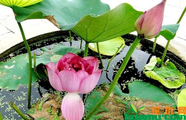庭院水缸莲藕种植方法 庭院水缸莲藕种植方法