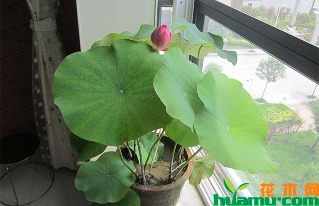 庭院水缸莲藕种植方法 庭院水缸莲藕种植方法