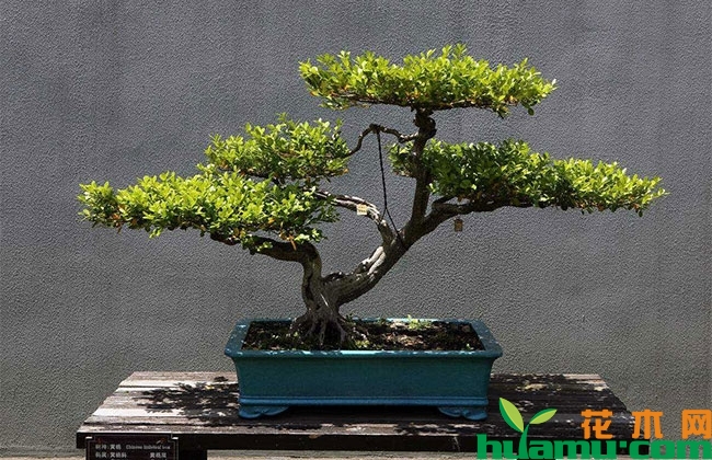 这三种小苗几年养成盆景变身“摇钱树” 这三种小苗几年养成盆景变身“摇钱树”