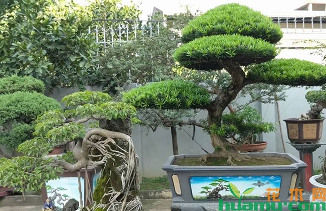 这三种小苗几年养成盆景变身“摇钱树” 这三种小苗几年养成盆景变身“摇钱树”