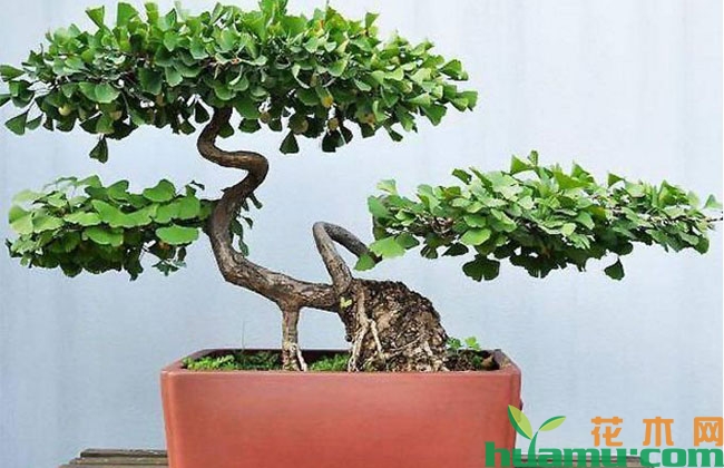 这三种小苗几年养成盆景变身“摇钱树” 这三种小苗几年养成盆景变身“摇钱树”