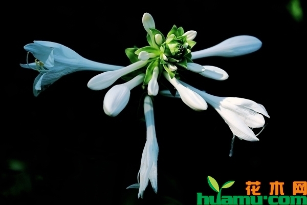玉簪花