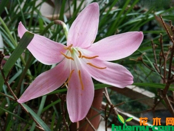 风雨兰种植方法