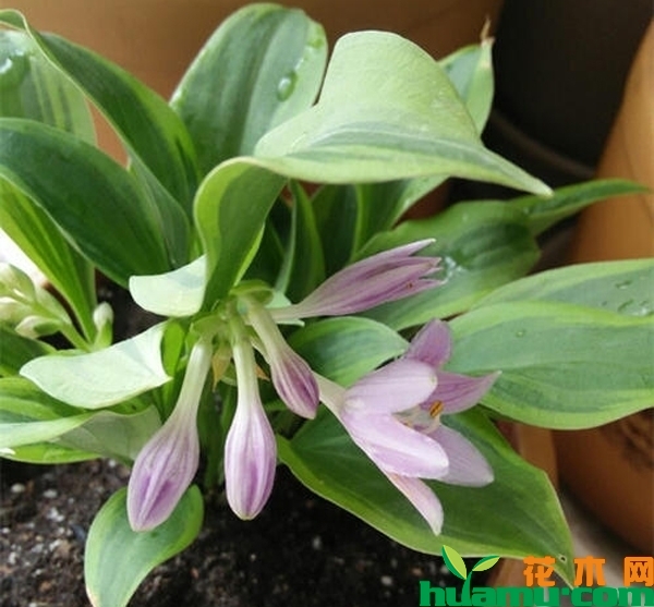 玉簪花