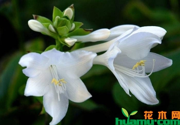 玉簪花