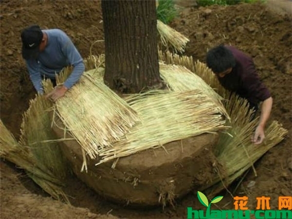 苗木起土球