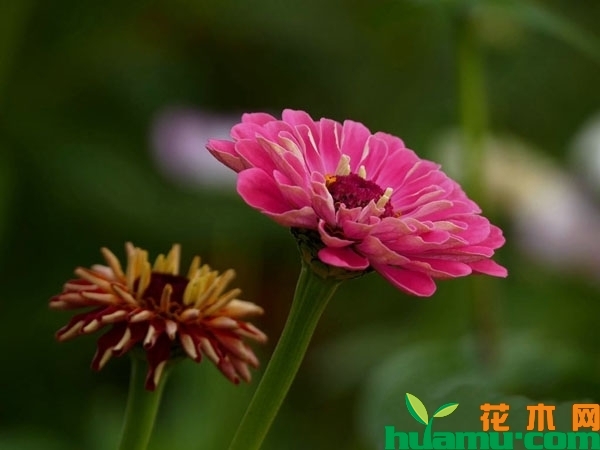 百日草