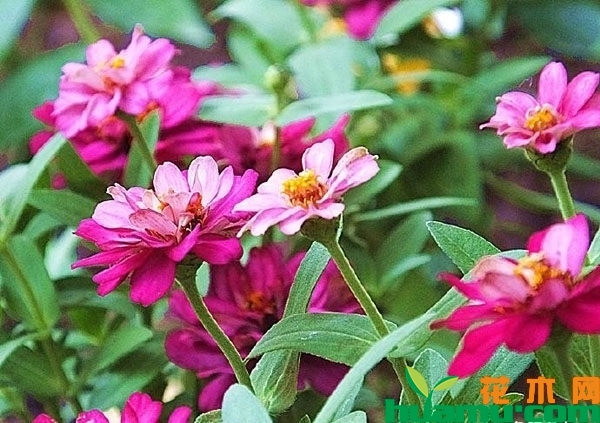百日草