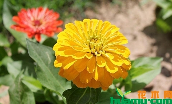百日草