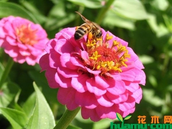 百日草