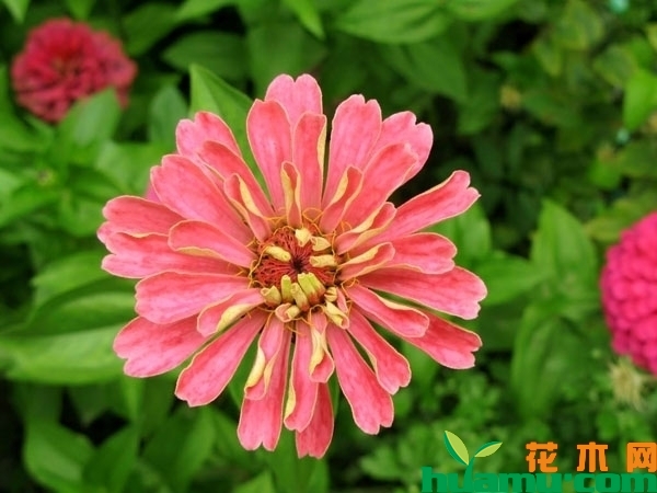 百日草