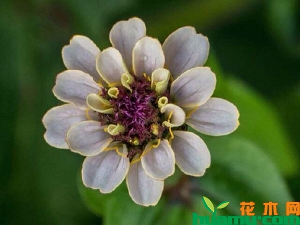 百日草
