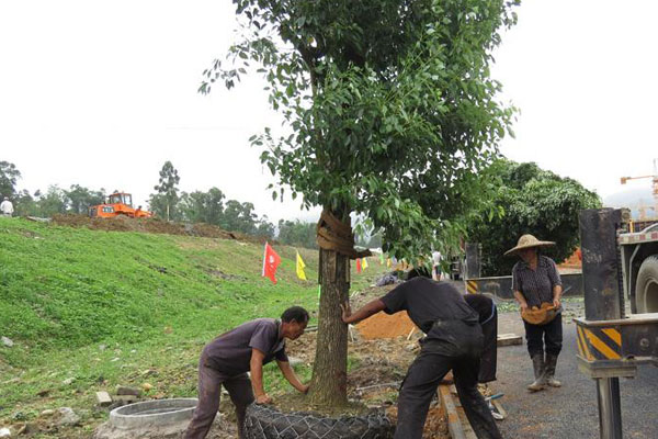 种植行道树.jpg