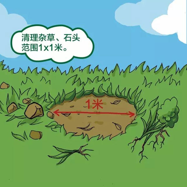 树穴深层土.jpg