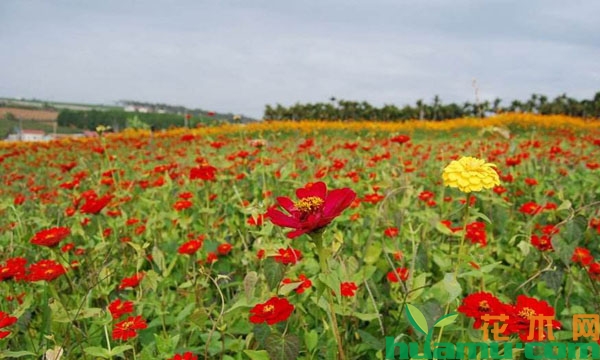 花园百日草