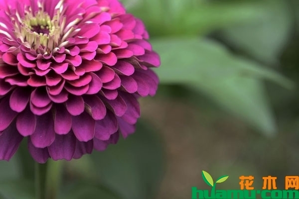 百日草