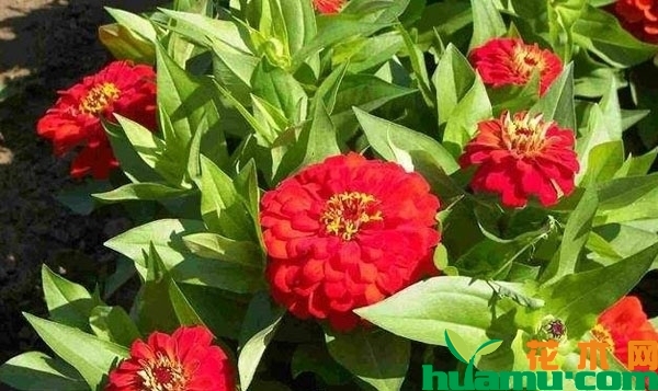 花园百日草