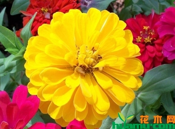 百日草花