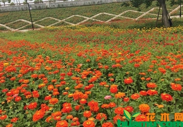 花园百日草