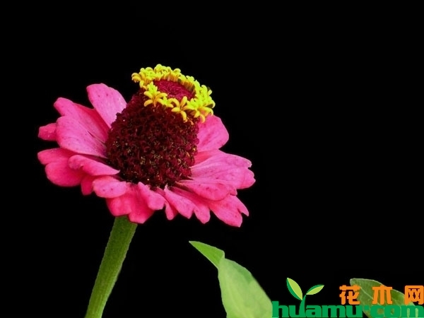 花园百日草