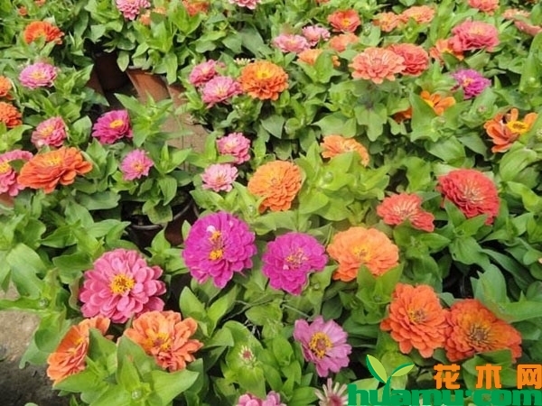 百日草