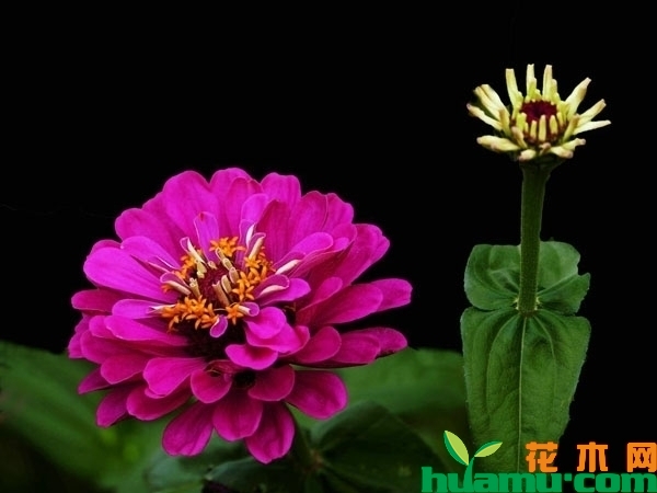 百日草培育方法