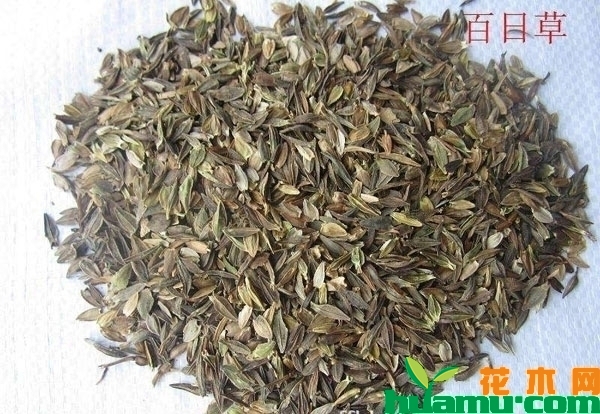 百日草什么时候播种