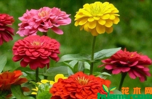 百日草