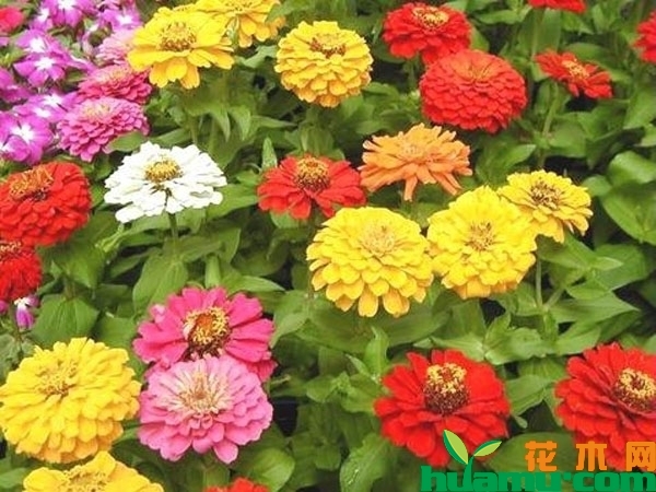 百日草