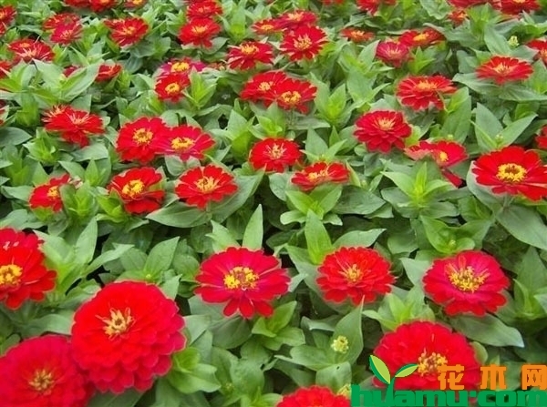 百日草