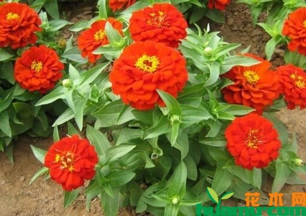 百日草