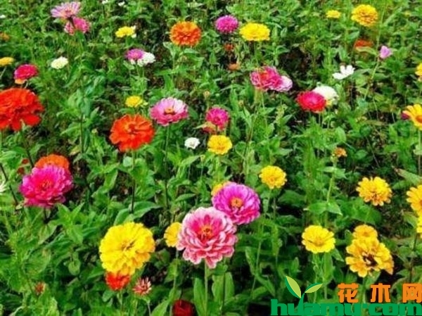 百日草