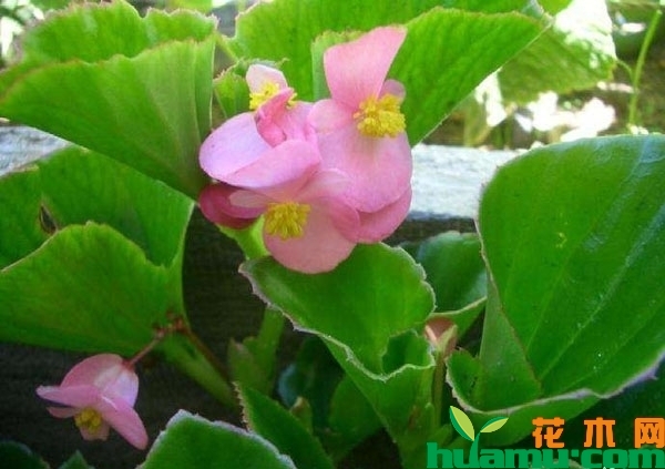 四季海棠花