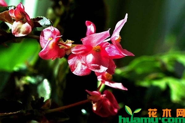 四季海棠花