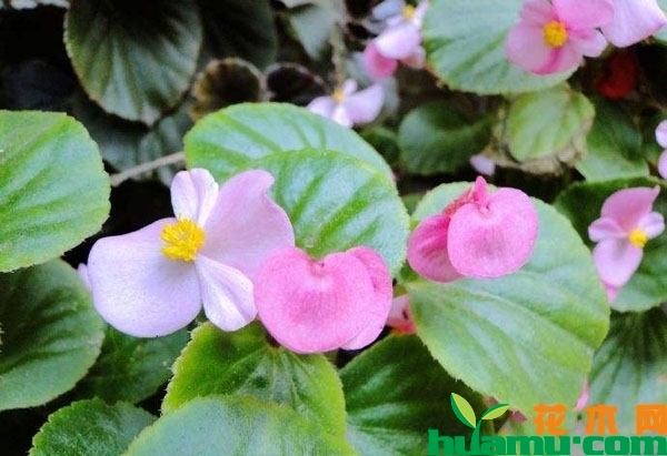 四季海棠花