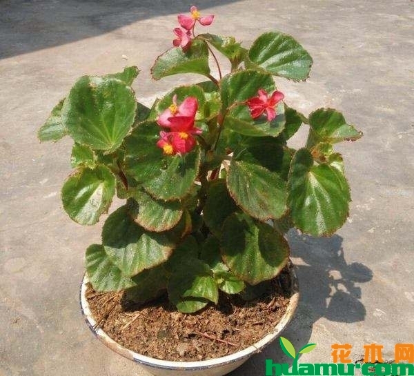 四季海棠花