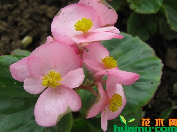 四季海棠花