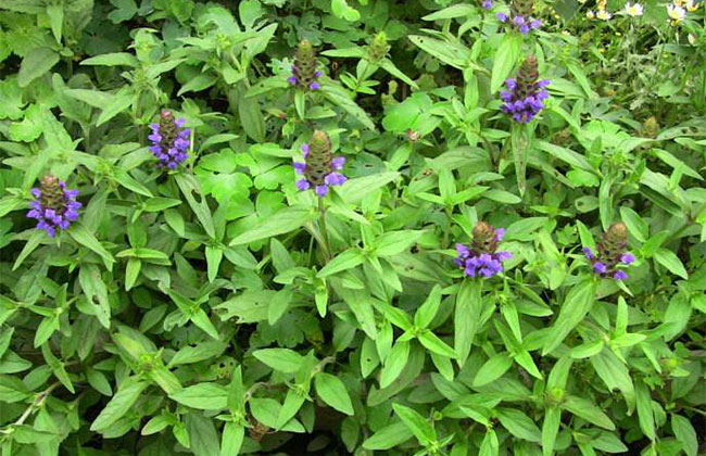 夏枯草