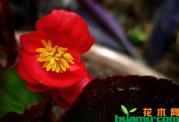 四季海棠花