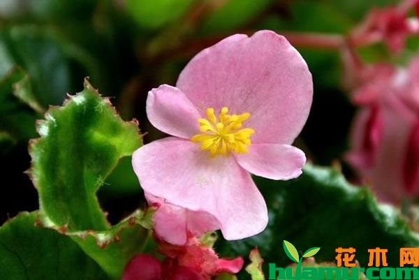 四季海棠花
