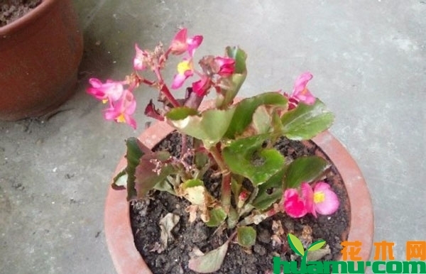 四季海棠烂根怎么挽救？