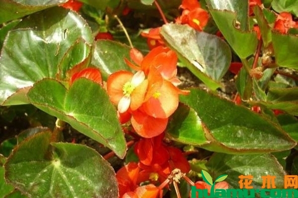 四季海棠烂根